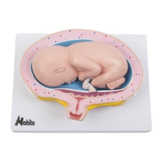 Desarrollo Embrionario Bebe