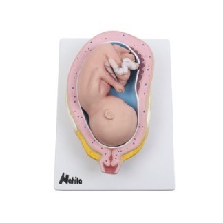 Desarrollo Embrionario Bebe