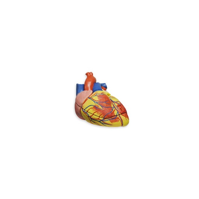 corazon