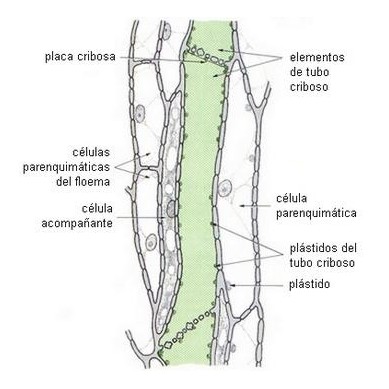 Hoja de nicotiana tabacum, s.t.