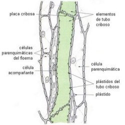 Hoja de nicotiana tabacum, s.t.