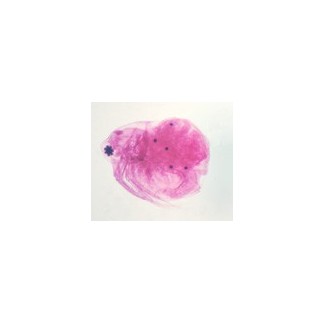 Daphnia, m.e.