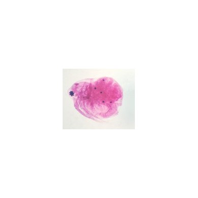 Daphnia, m.e.