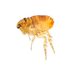 Siphonaptera (pulga), m.e.