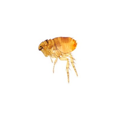 Siphonaptera (pulga), m.e.