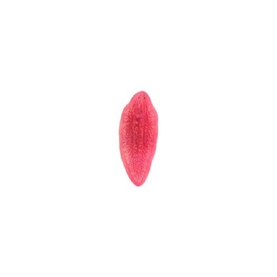 Turbelaria, m.e.
