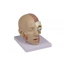 Modelo Anatomico Cuello y cabezal