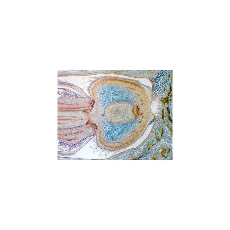 Ovario de Helianthus, s.l.