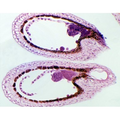 Embrión joven de Capsella, sec.