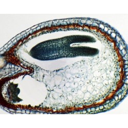 Embrión medio de Capsella, sec.