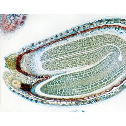 Embrión maduro de Capsella, sec.