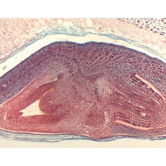 Semilla de Triticum aestivum (trigo), s.l.