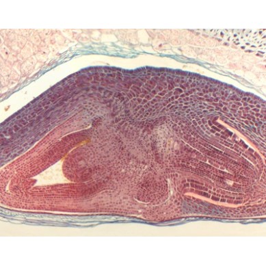 Semilla de Triticum aestivum (trigo), s.l.