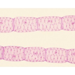 Masa vegetativa de Spirogyra, m.e.