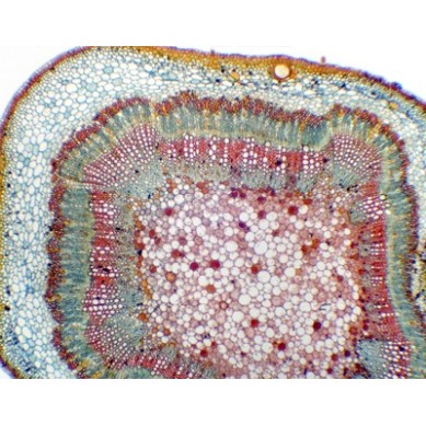 Tallo adulto de Gossypium (algodonero), s.t.