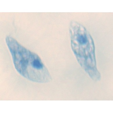 Euglena, m.e.