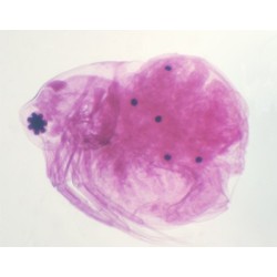 Daphnia, m.e.