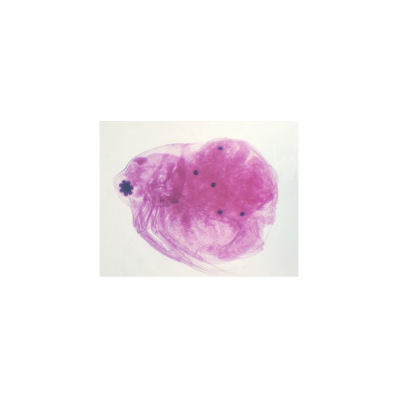 Daphnia, m.e.