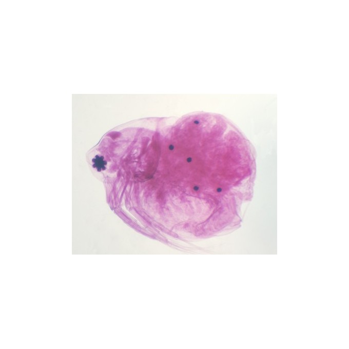 Daphnia, m.e.