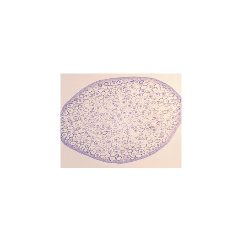 Mitosis en huevos de áscaris de caballo