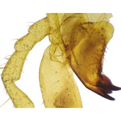 Aparato bucal de saltamontes, m.e.