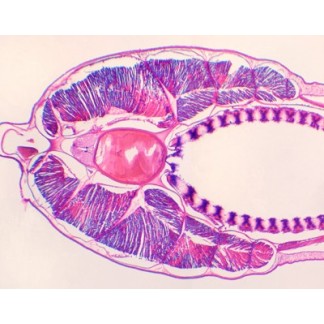 Branchiostoma belcheri (anfioxo), faringe, s.t.