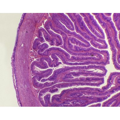 Intestino delgado de rana, s.t.