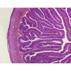 Intestino delgado de rana, s.t.