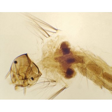 Larva de mosquito, m.e.