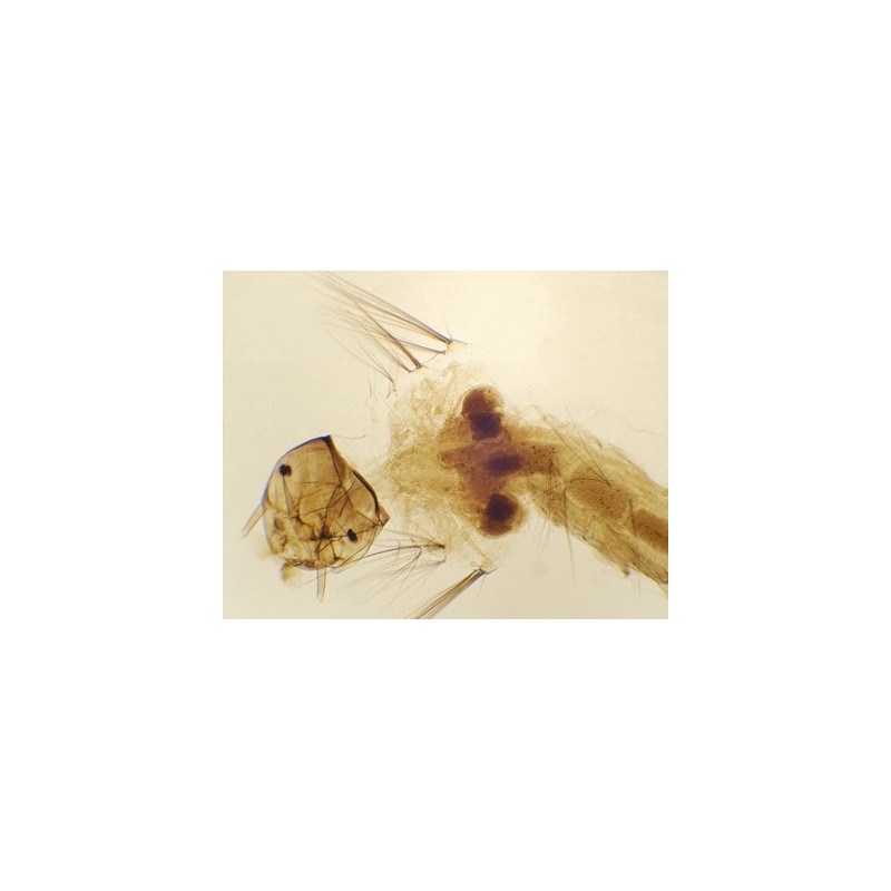 Larva de mosquito, m.e.