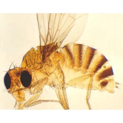 Mosca de la fruta, m.e.