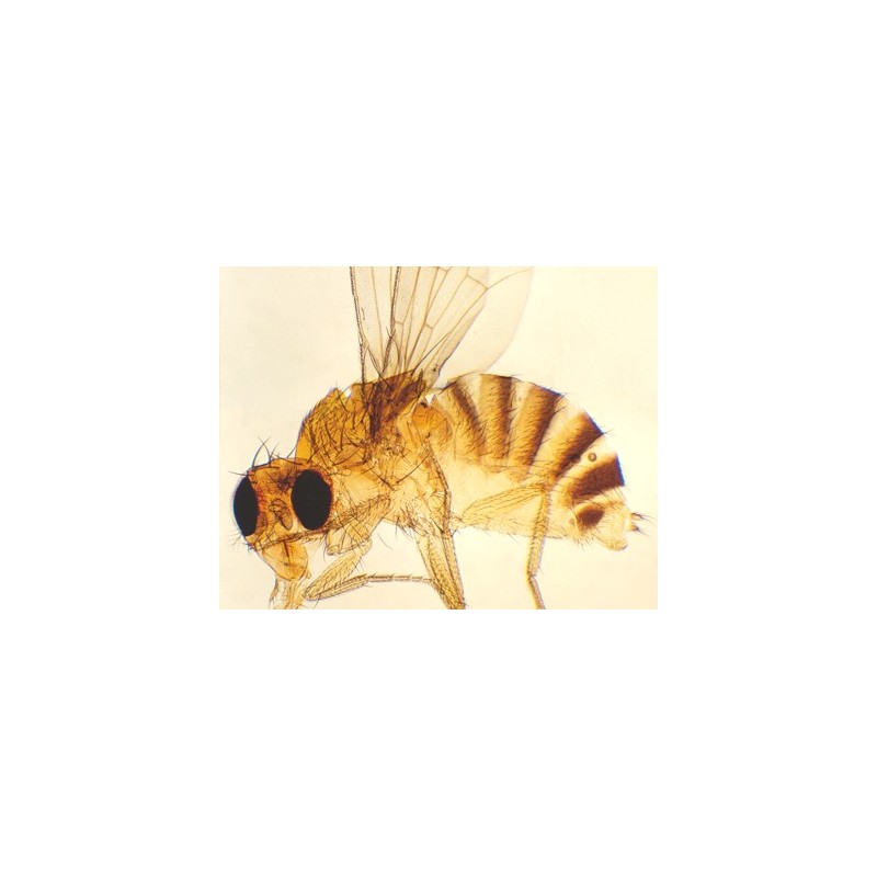 Mosca de la fruta, m.e.