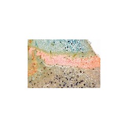 Peciolo de Morus alba, capa de abscisión, s.l.