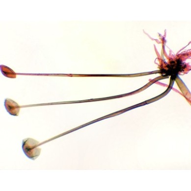 Rhizopus nigricans, m.e.