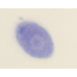 Chlamydomonas, m.e.