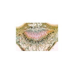 Hoja de Camellia sinensis (camelia), s.t.