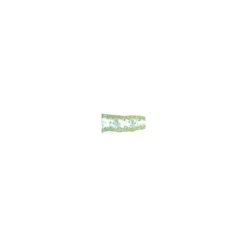 Hoja de Narcissus tazetta, s.t.