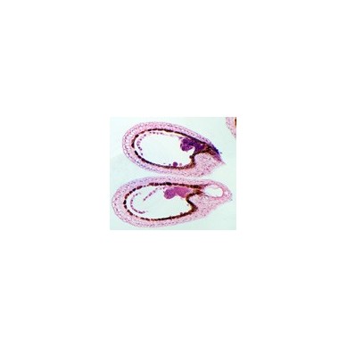 Embrión joven de Capsella, sec.