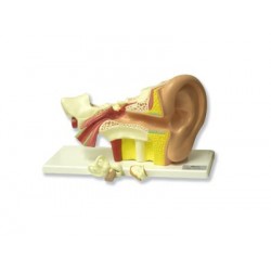Modelo Anatómico Oído 3x