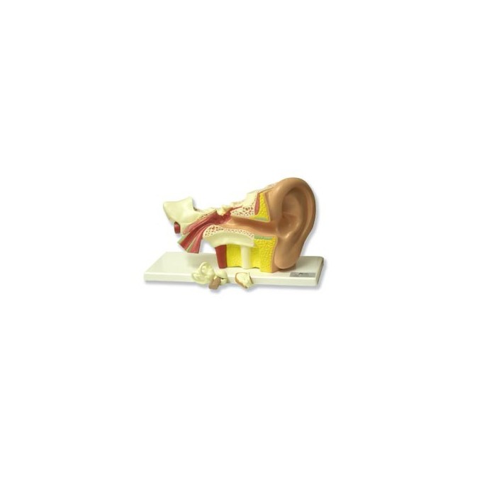 Modelo ANATOMICO OÍDO 3x | Comprar Modelo ANATOMICO
