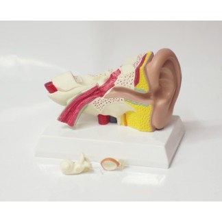Modelo Anatómico Oído 1.5x