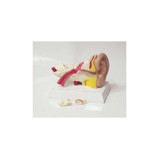 Modelo ANATOMICO OÍDO 1.5x | Comprar Modelo ANATOMICO