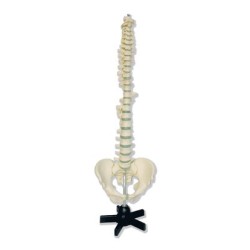 Vértebras y pelvis