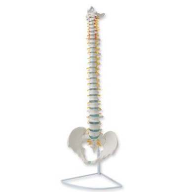 Columna vertebral flexible