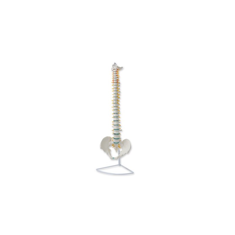 Columna vertebral flexible