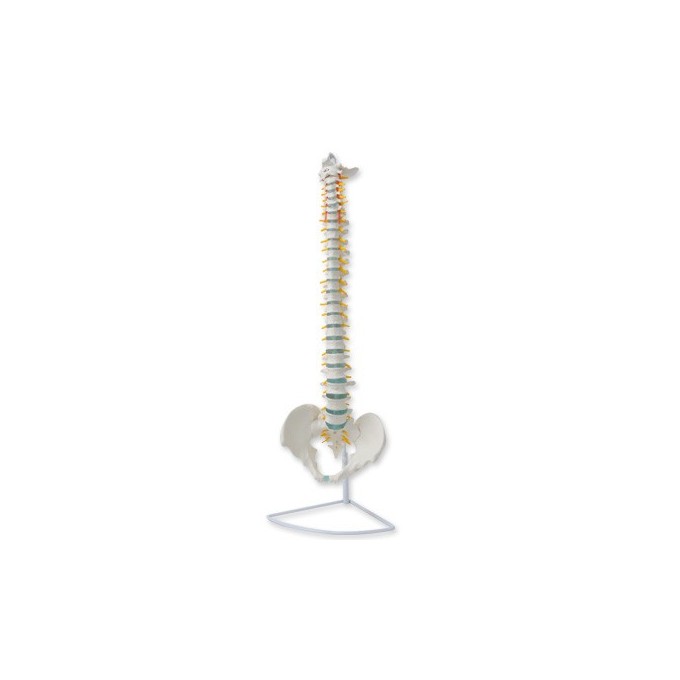 Columna vertebral flexible