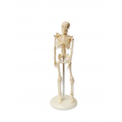 Mini esqueleto, 45 cm