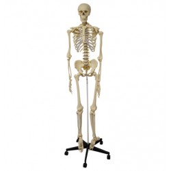Esqueleto Humano de 180cm