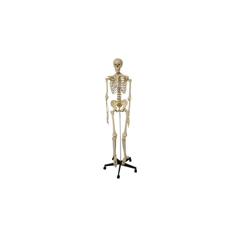 Esqueleto Humano de 180cm