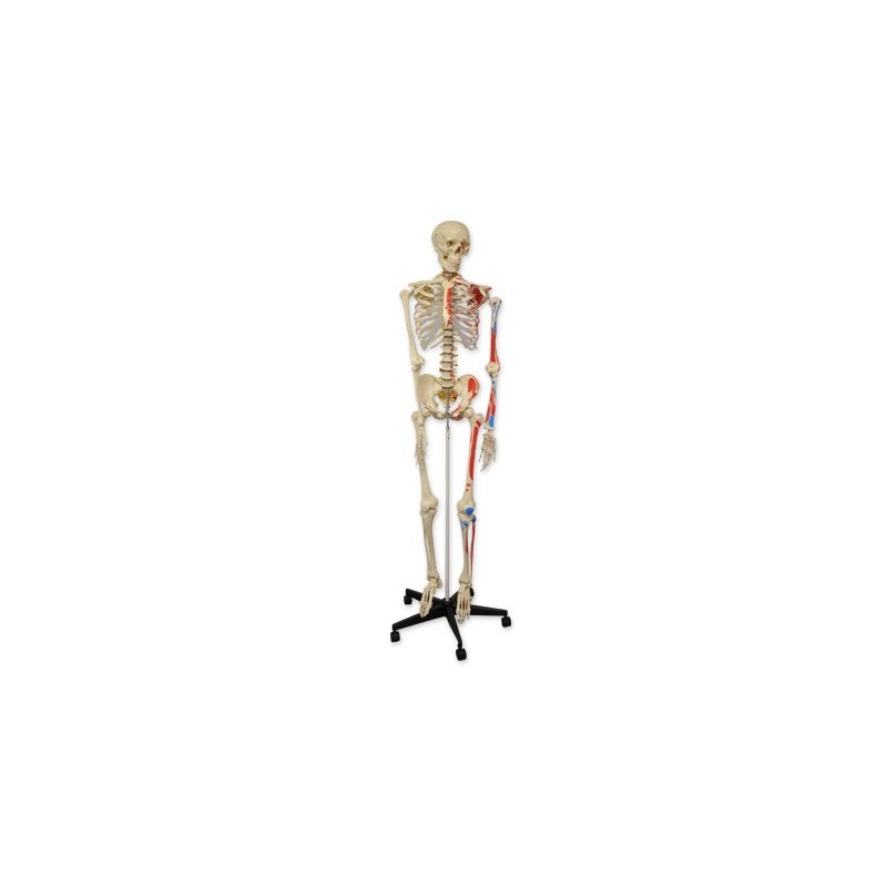 Esqueleto Humano con Arterias 180cm